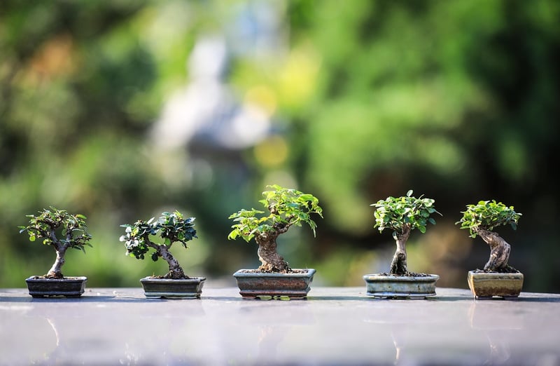 Easy Indoor Gardens